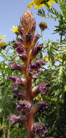 hairy broom plant