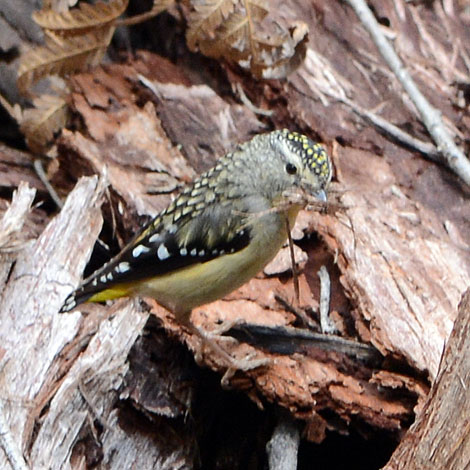 Pardalotus punctatus top