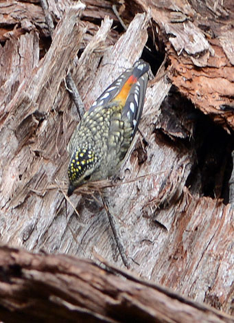 Pardalotus punctatus top