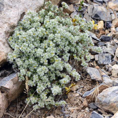 Paronychia turcica whole