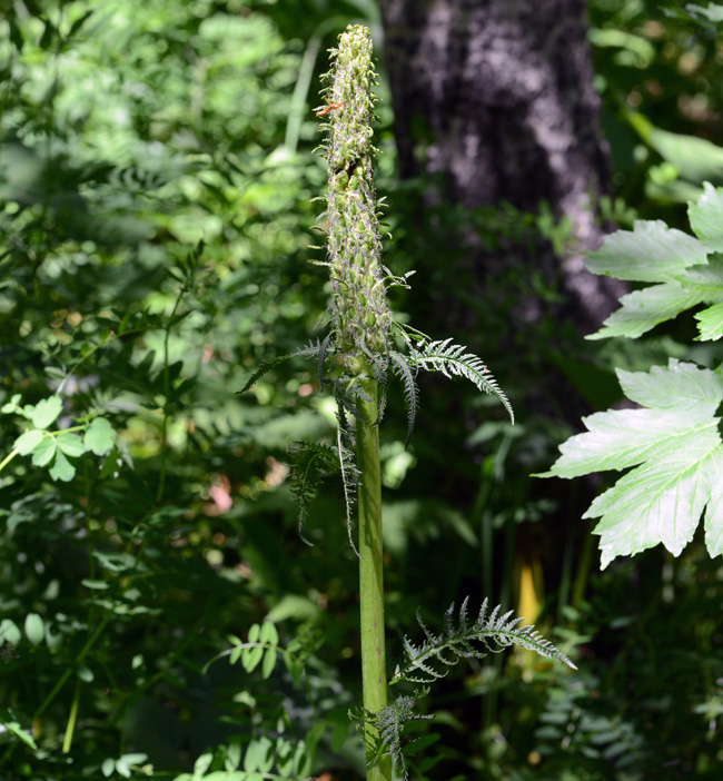 Pedicularis milosovicci