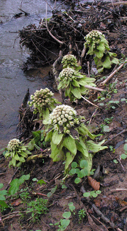 Petasites japonicus group