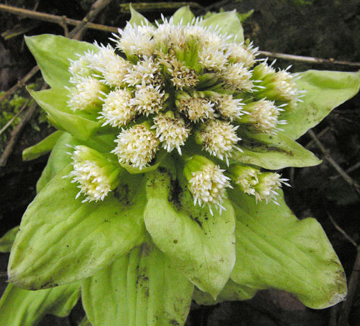 Petasites japonicus single