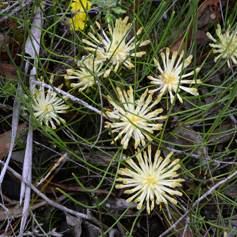 Petrophile filifolia whole