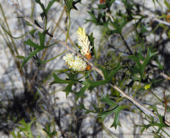 Petrophile macrostachya