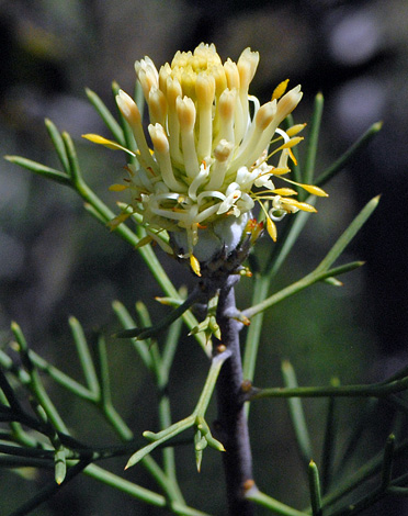 Petrophile seminuda close