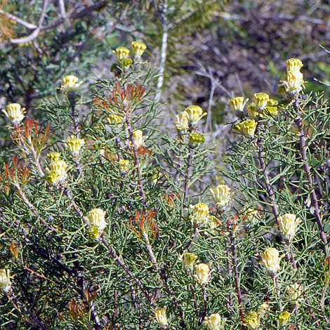 Petrophile seminuda whole