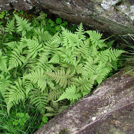 Phegopteris connectilis whole