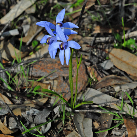 Pheladenia deformis whole