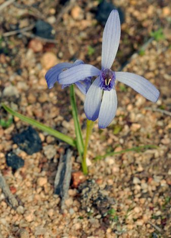 Pheladenia deformis close