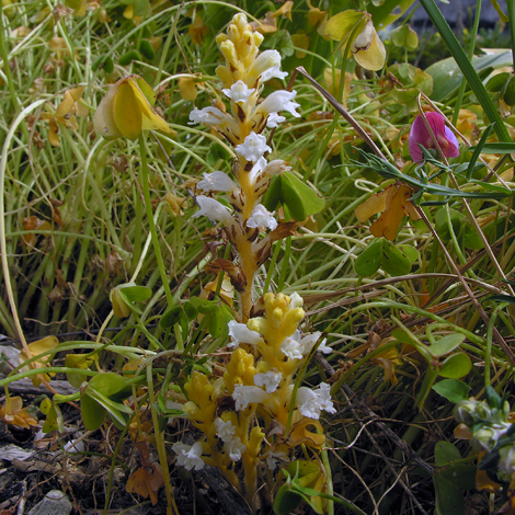 Phelipanche nana ssp meltiensis whole