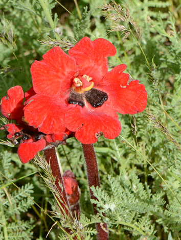 Phelypaea tournifortii close