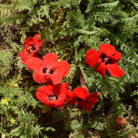 Phelypaea tournifortii whole