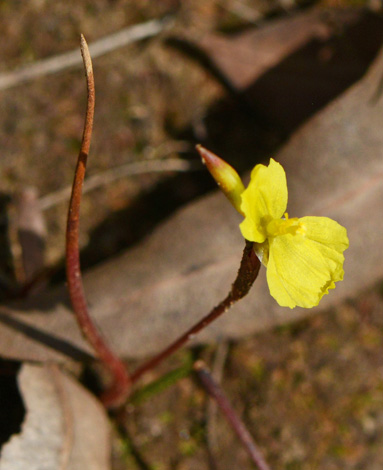 Philydrella pygmaea close