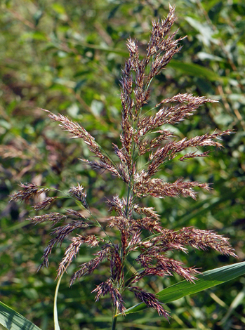 British Wild Plant: Phragmites australis Common Reed