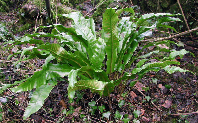 Phyllitis scolopendrium