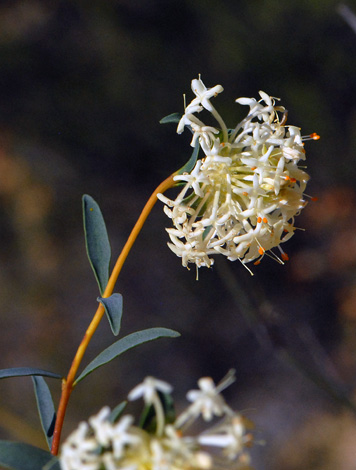 Pimelea angustifolia close