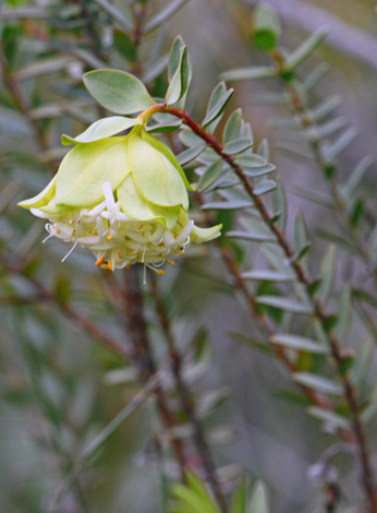 Pimelea cracens close