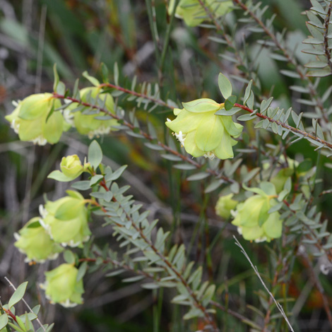 Pimelea cracens whole