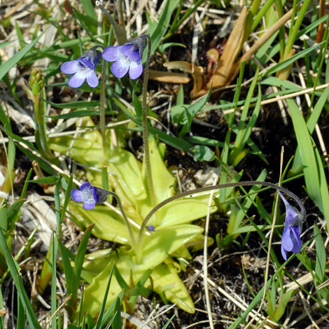 Pinguicula vulgaris whole