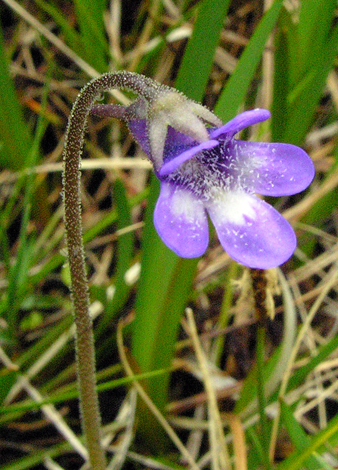 Pinguicula vulgaris close