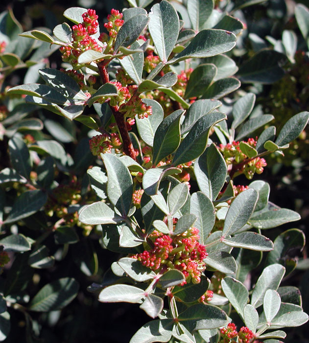 Pistacia lentiscus large  Cyprus