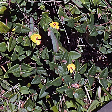 Platylobium formosum whole