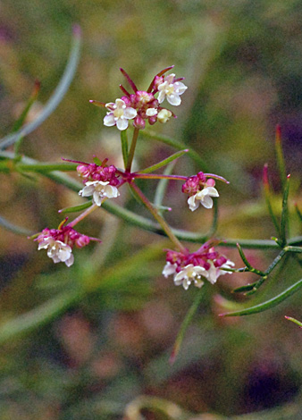 Platysace tenuissima close