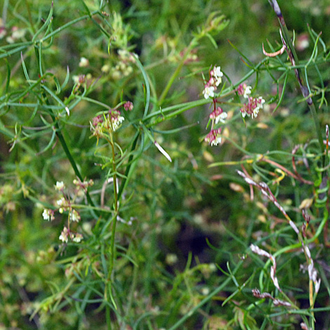 Platysace tenuissima whole