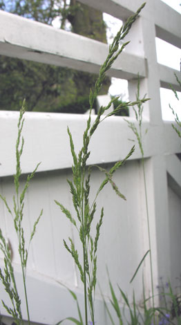 Poa pratensis