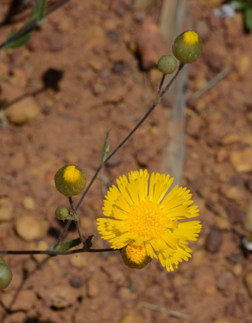Podolepis aristata close