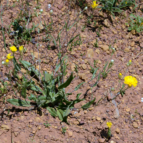 Podolepis aristata whole