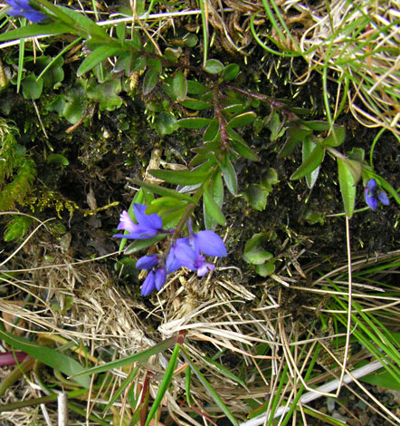 Polygala serpyllifolia