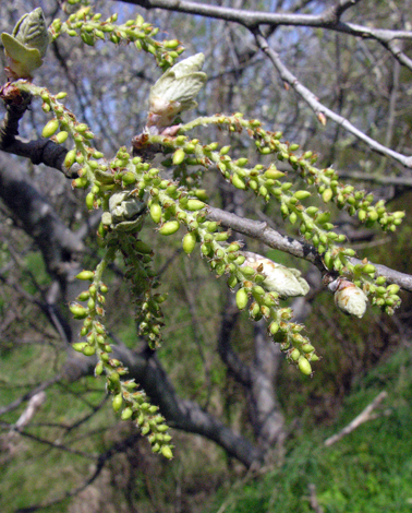 Populus alba close