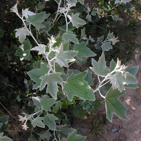 Populus alba whole