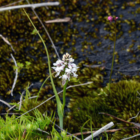 Prasophyllum cucullatum whole