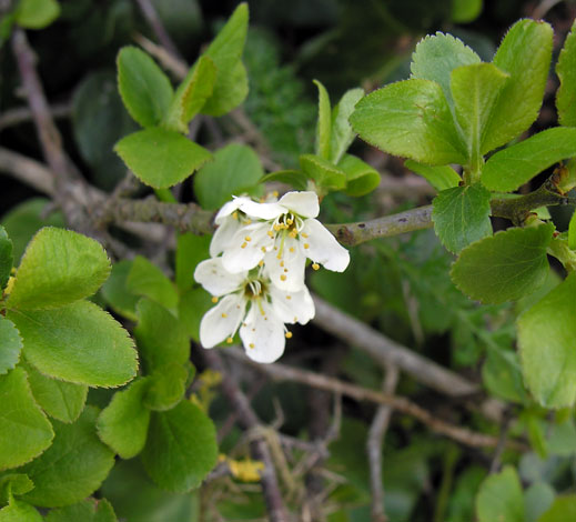 Prunus cerasifera