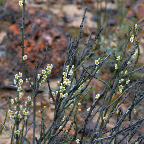 Psammomoya choretroides whole