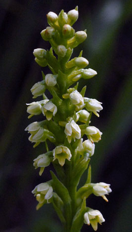 Pseudorchis albida close