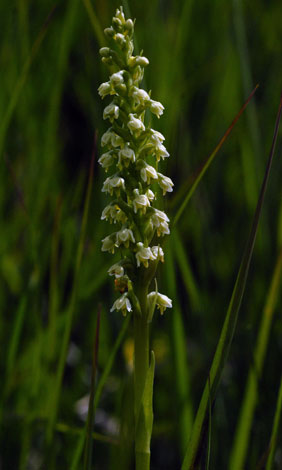 Pseudorchis albida spike