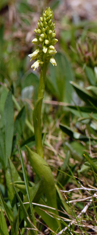 Pseudorchis albida Swiss Alps buds whole