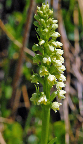 Pseudorchis albida Swiss Alps close