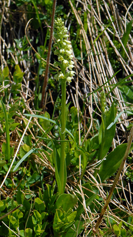 Pseudorchis albida Swiss Alps whole