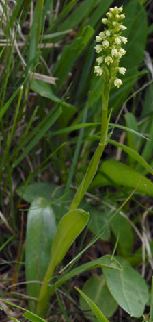 Pseudorchis albida whole