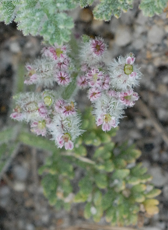 Pseudorlyay pumila close