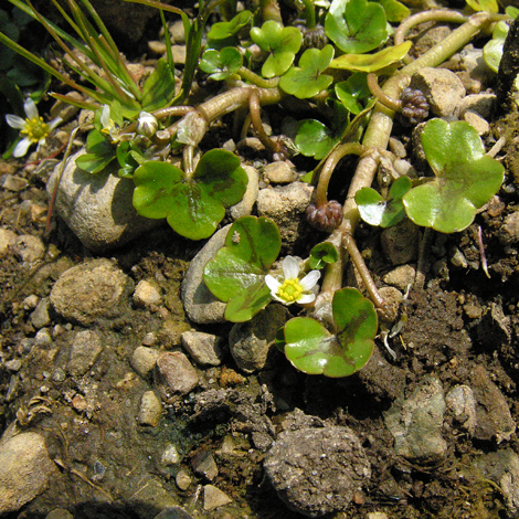 Ranunculus hederaceus