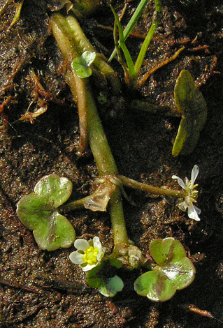 Ranunculus hederaceus