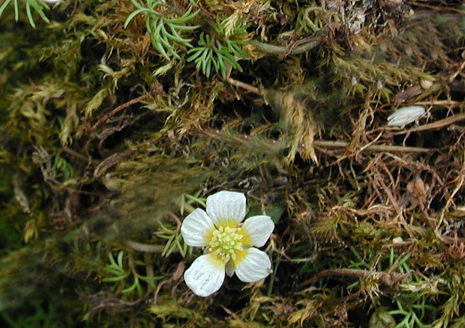 Ranunculus trichophyllus