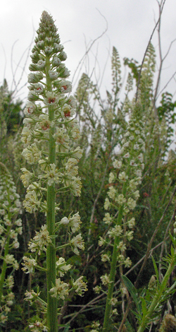 Reseda alba