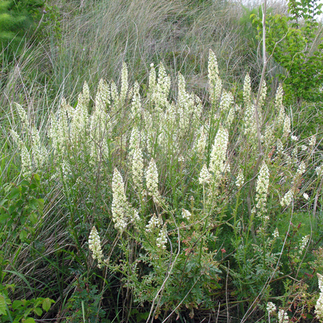 Reseda alba whole